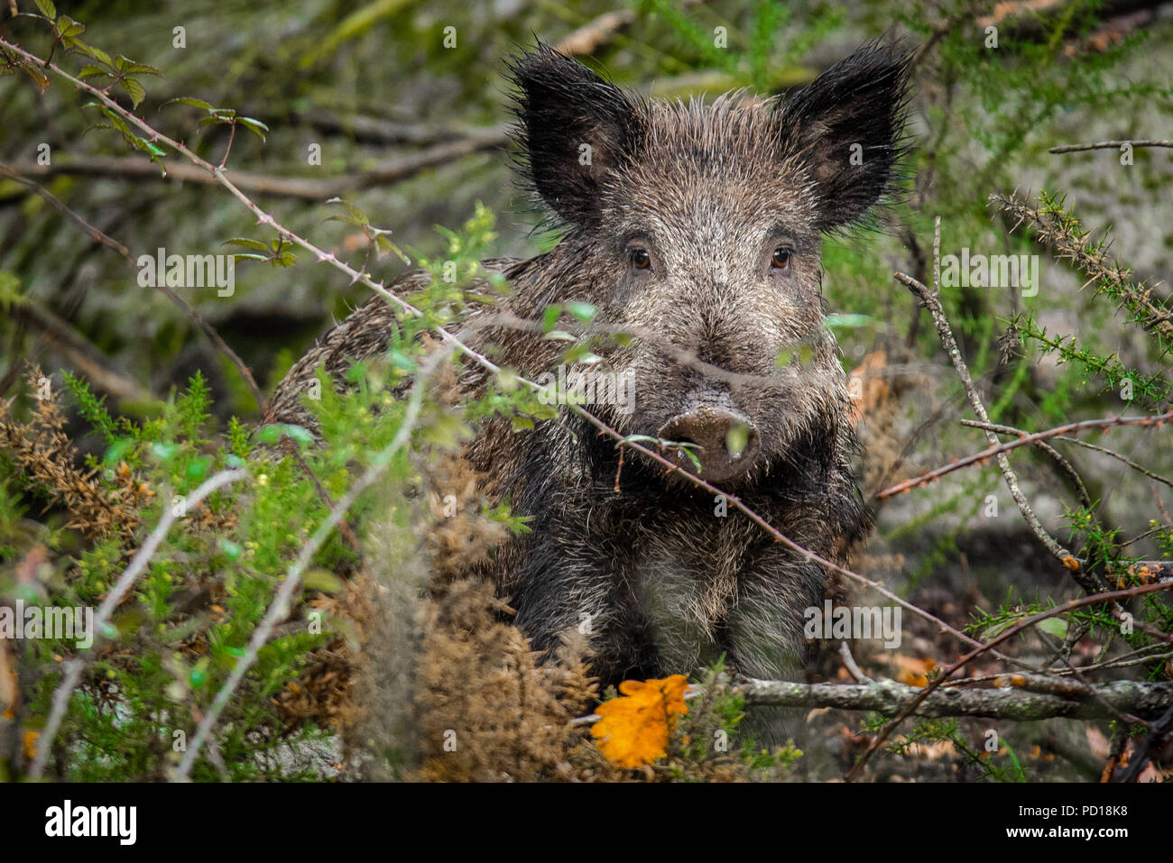 Wild boar in the wild Stock Photo