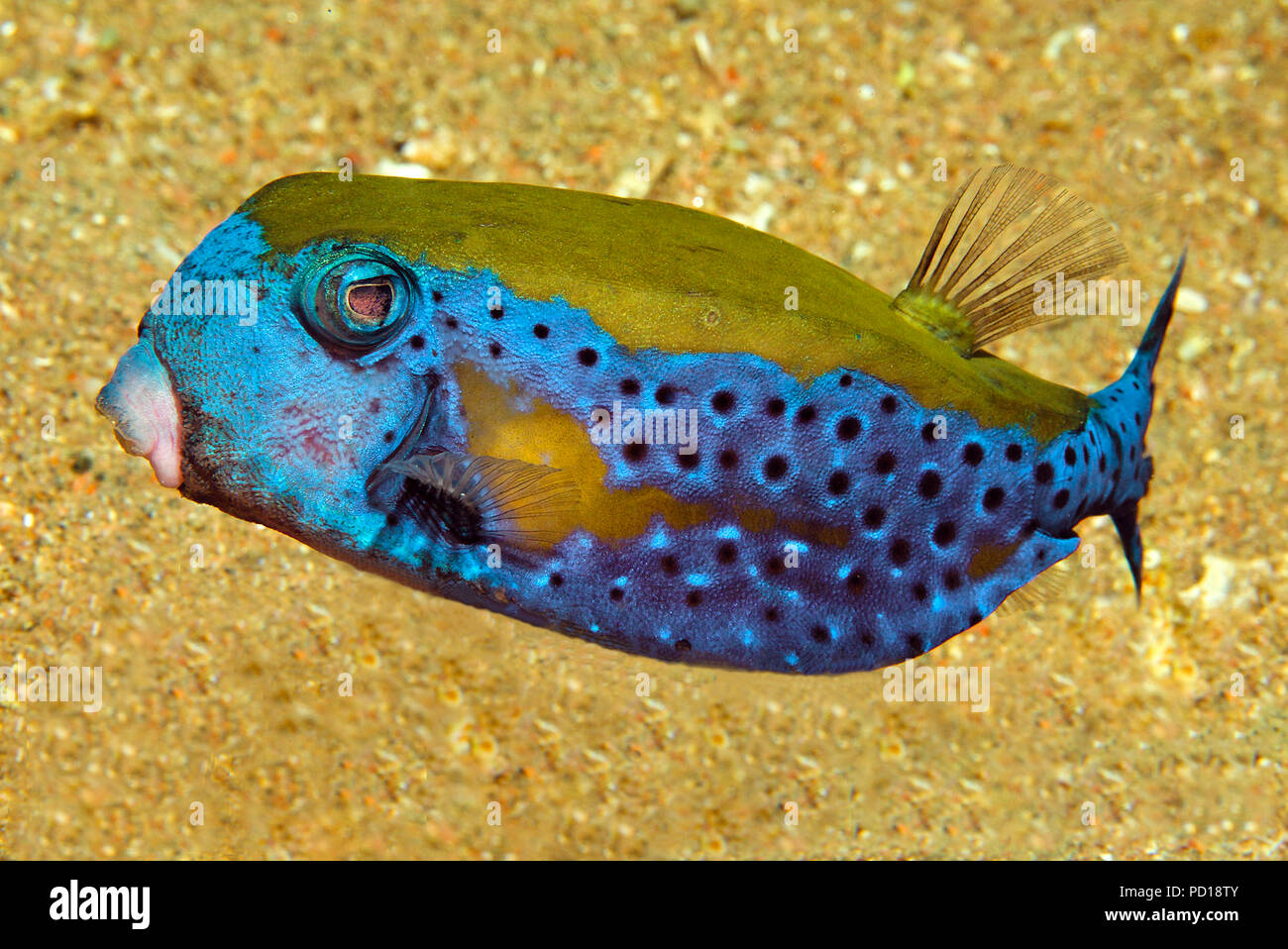 Red sea boxfish, Bluetail boxfish or Arabic boxfish (Ostracion cyanurus), Aqaba, Hashemite Kingdom of Jordan Stock Photo