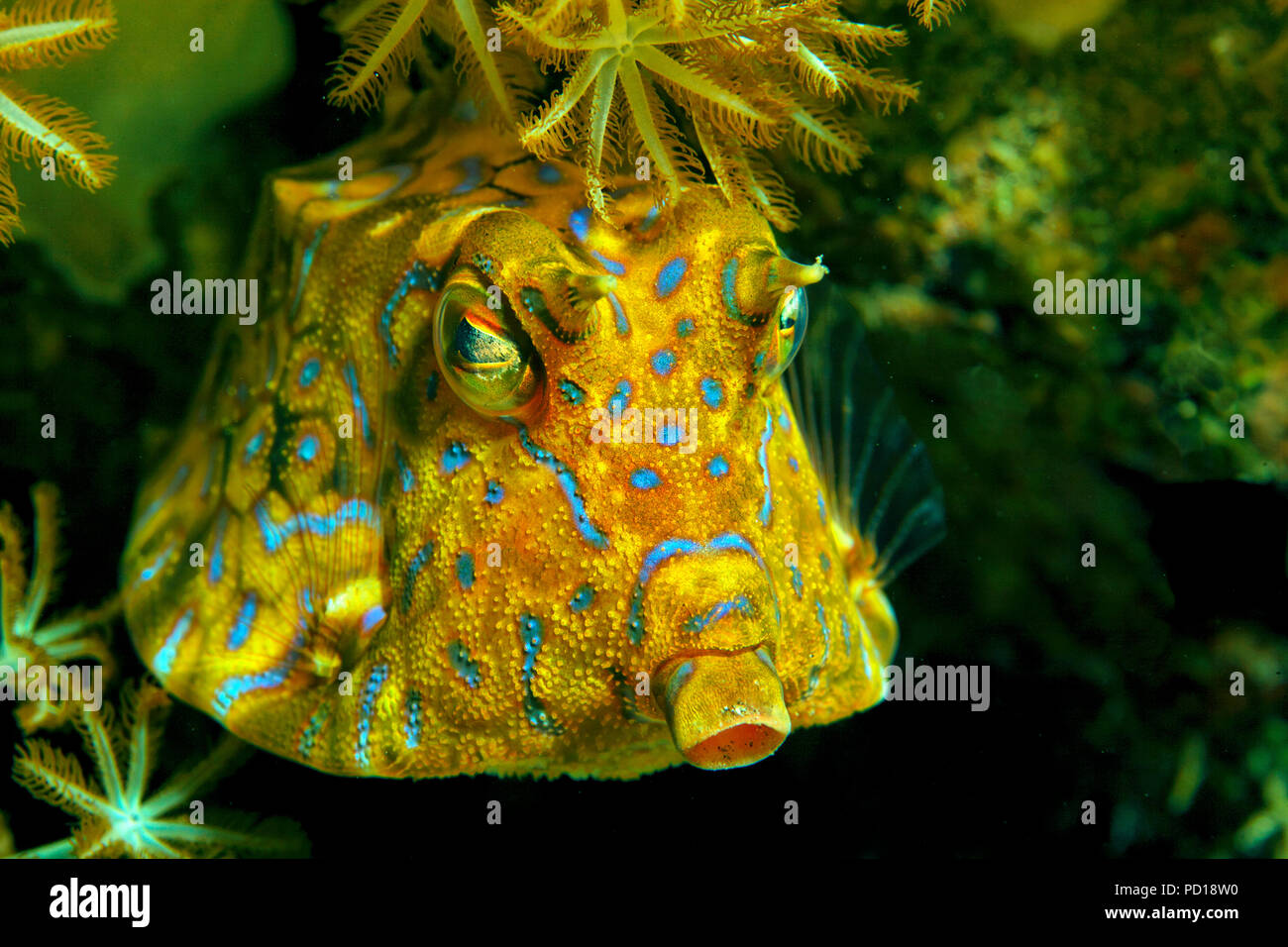 Thornback Cowfish (Lactoria fornasini), Bali island, Indonesia Stock Photo