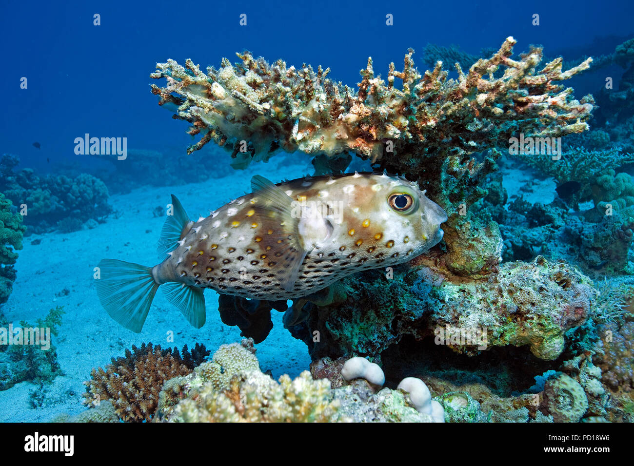 Yellowspotted burrfish (Cyclichthys spilostylus) under a table coral, Sinai, Egypt Stock Photo