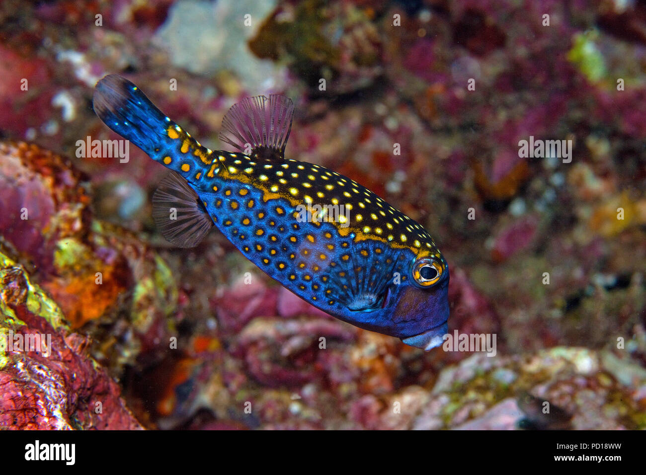 Spotted Boxfish or Whitespotted boxfish (Ostracion meleagris), Hurghada, Egypt Stock Photo