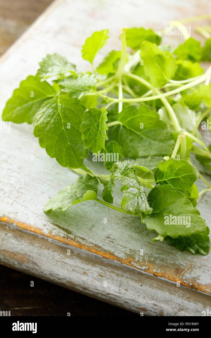 fresh micro herbs Stock Photo Alamy