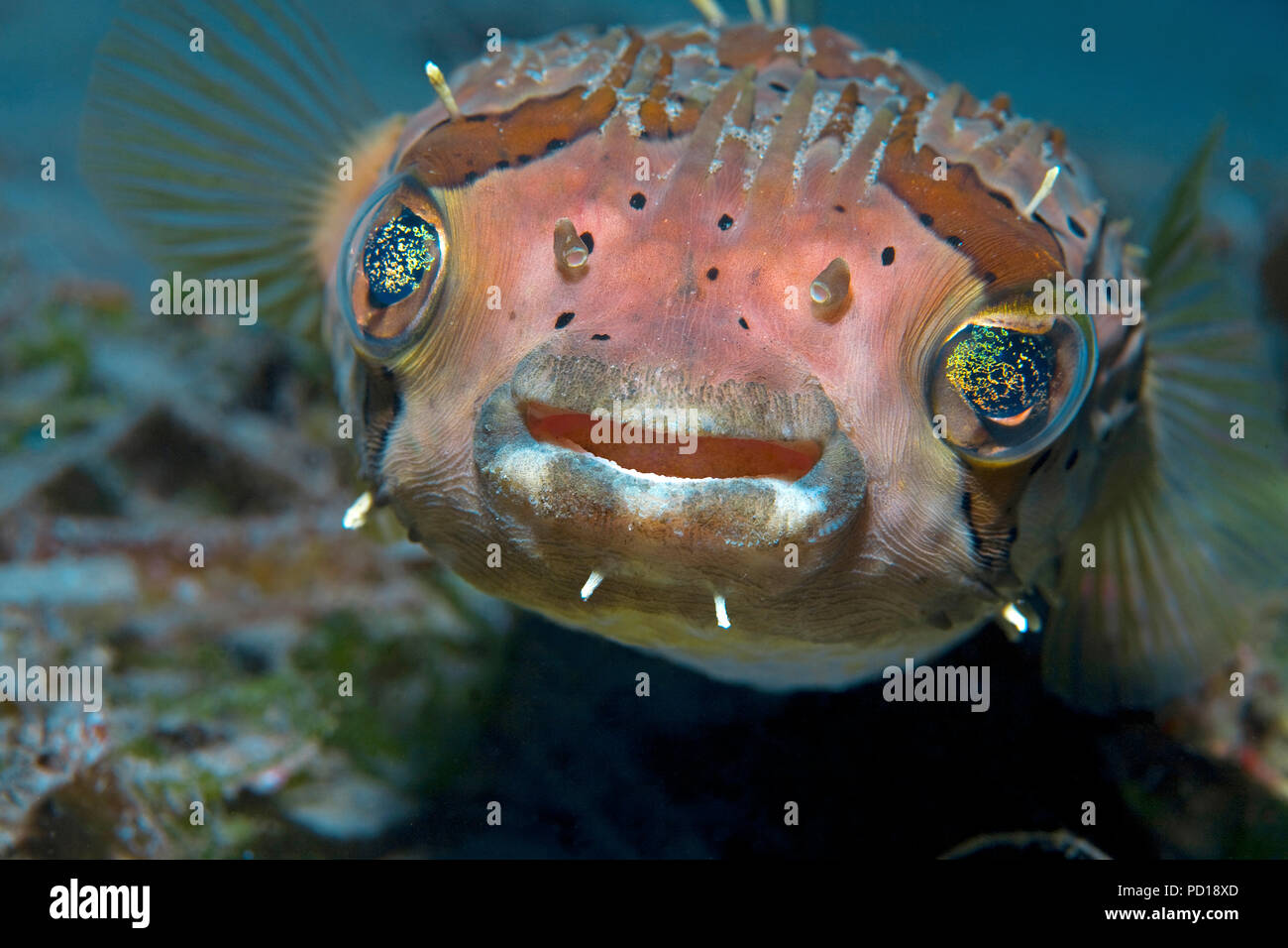 Longspined porcupine fish hires stock photography and images Alamy