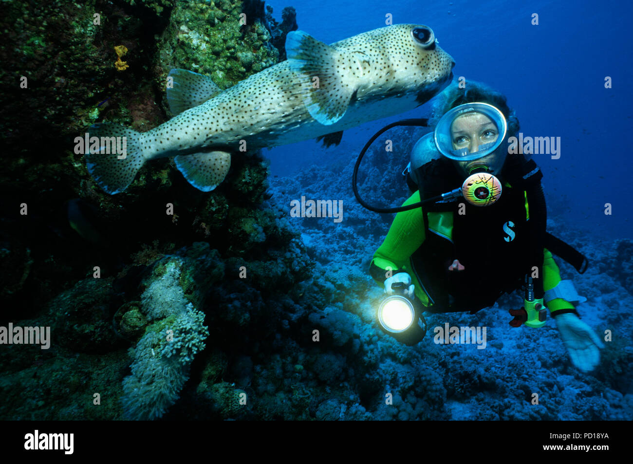 Taucher und Gepunkteter Igelfisch (Diodon hystrix), Sinai, Aegypten | Scuba diver and Black spotted porcupinefish (Diodon hystrix), Sinai, Egypt Stock Photo