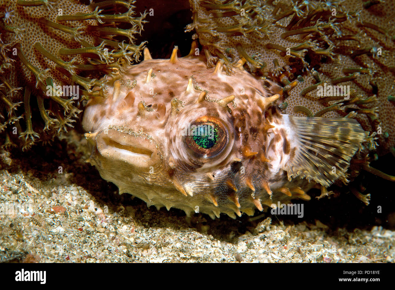 Rounded porcupinefish or Shortspine Porcupinefish (Cyclichthys orbicularis) laying between corals, Komodo island, Indonesia Stock Photo