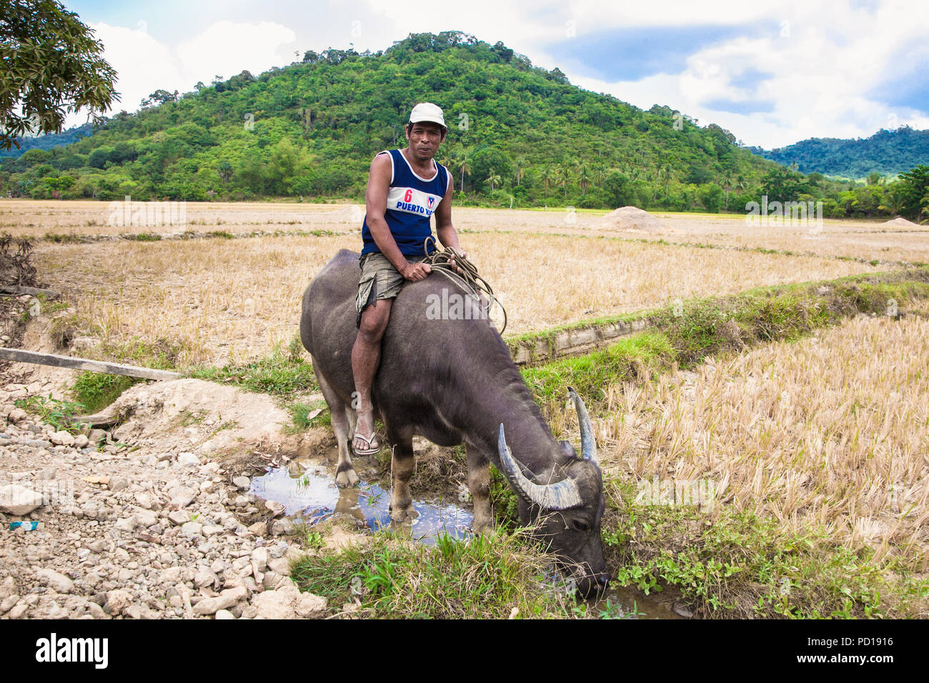 PALAWAN, PHILIPPINES-MARCH 28. 2016: Philippines ride the Carabao a domesticated subspecies of the water buffalo on March 28, 2016. at Palawan, Philip Stock Photo