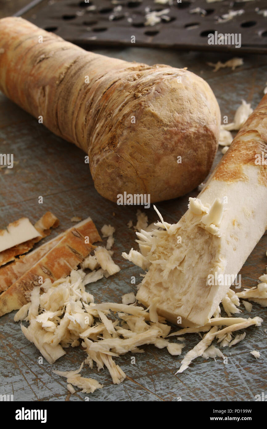grating fresh horseradish root Stock Photo Alamy