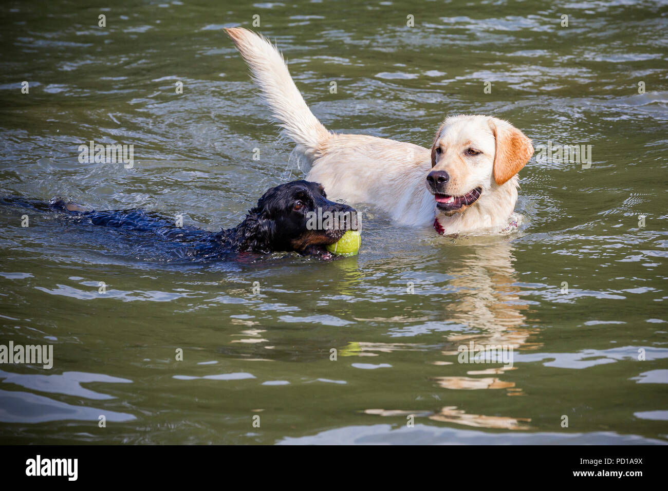 Black labrador playing fetch ball hires stock photography and images