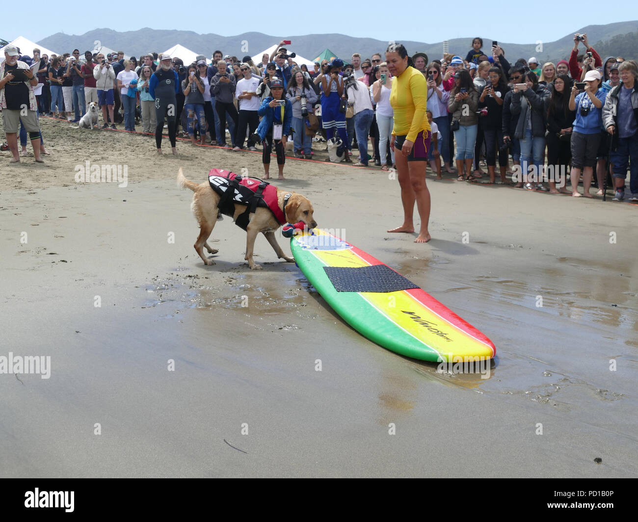 Pacifica, USA. 04th Aug, 2018. A dog pulling his surfboard. Numerous