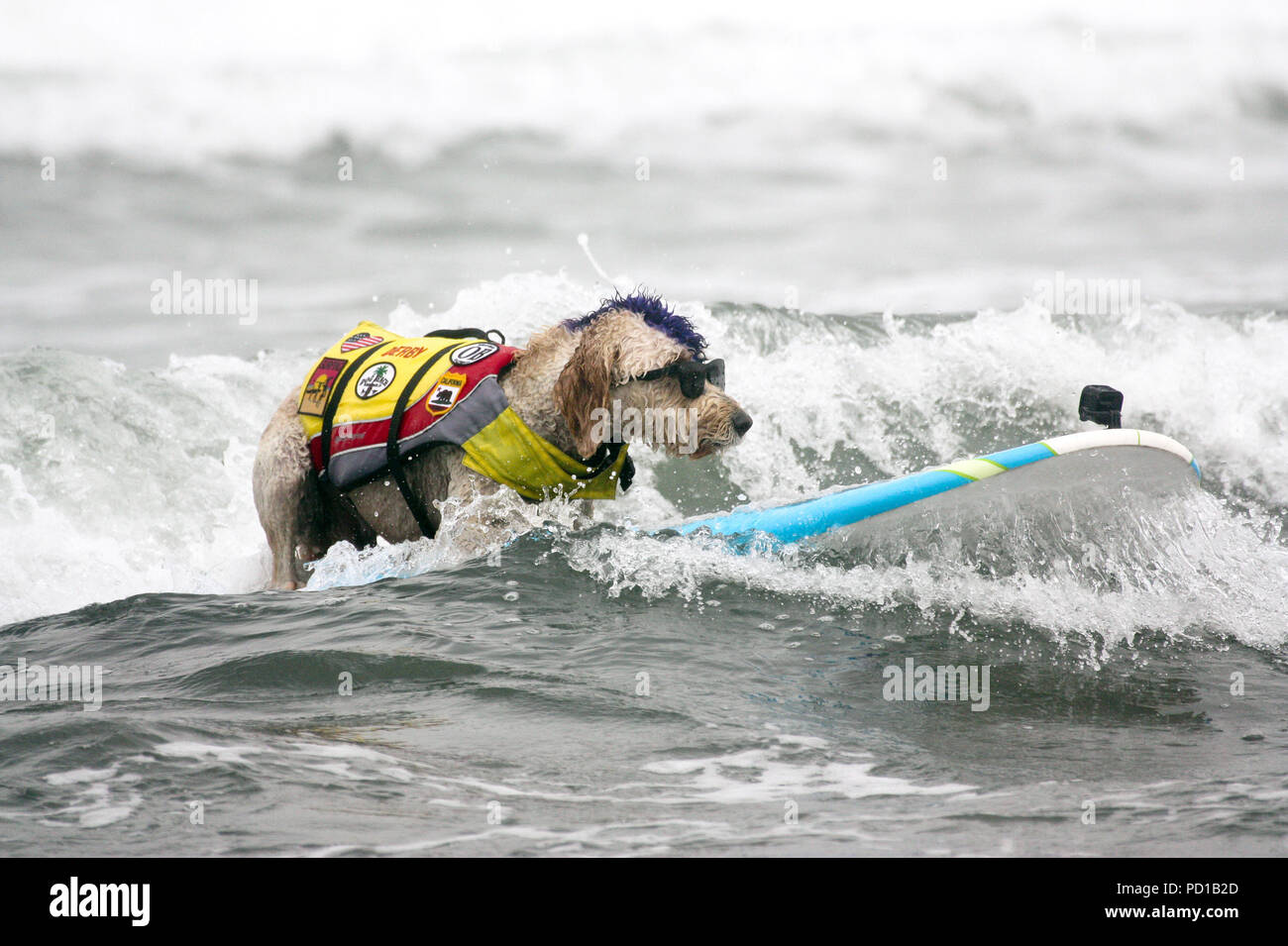 World dog surfing championships hires stock photography and images Alamy
