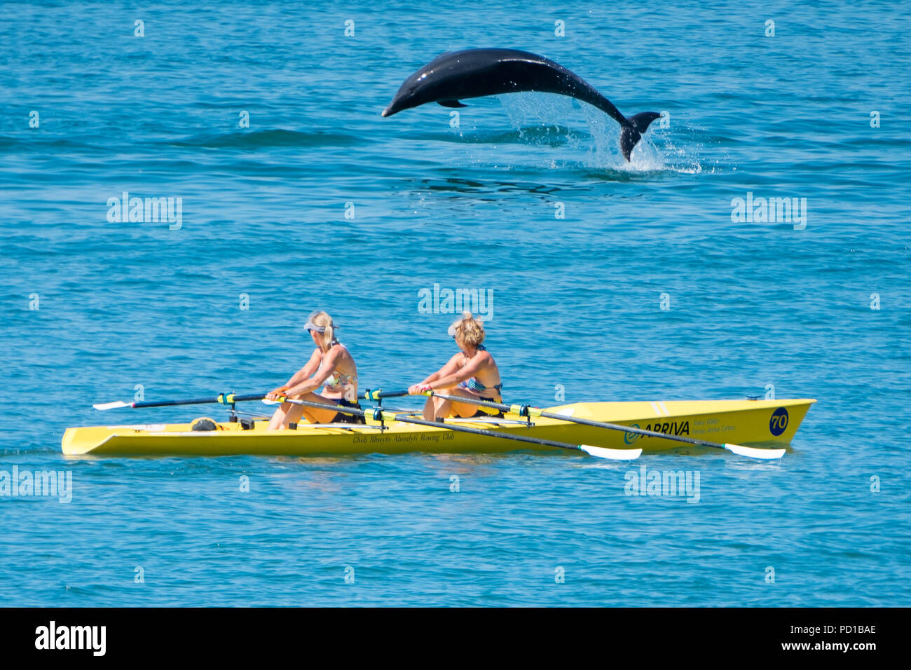 Ceredigion coast dolphin hi-res stock photography and images - Alamy
