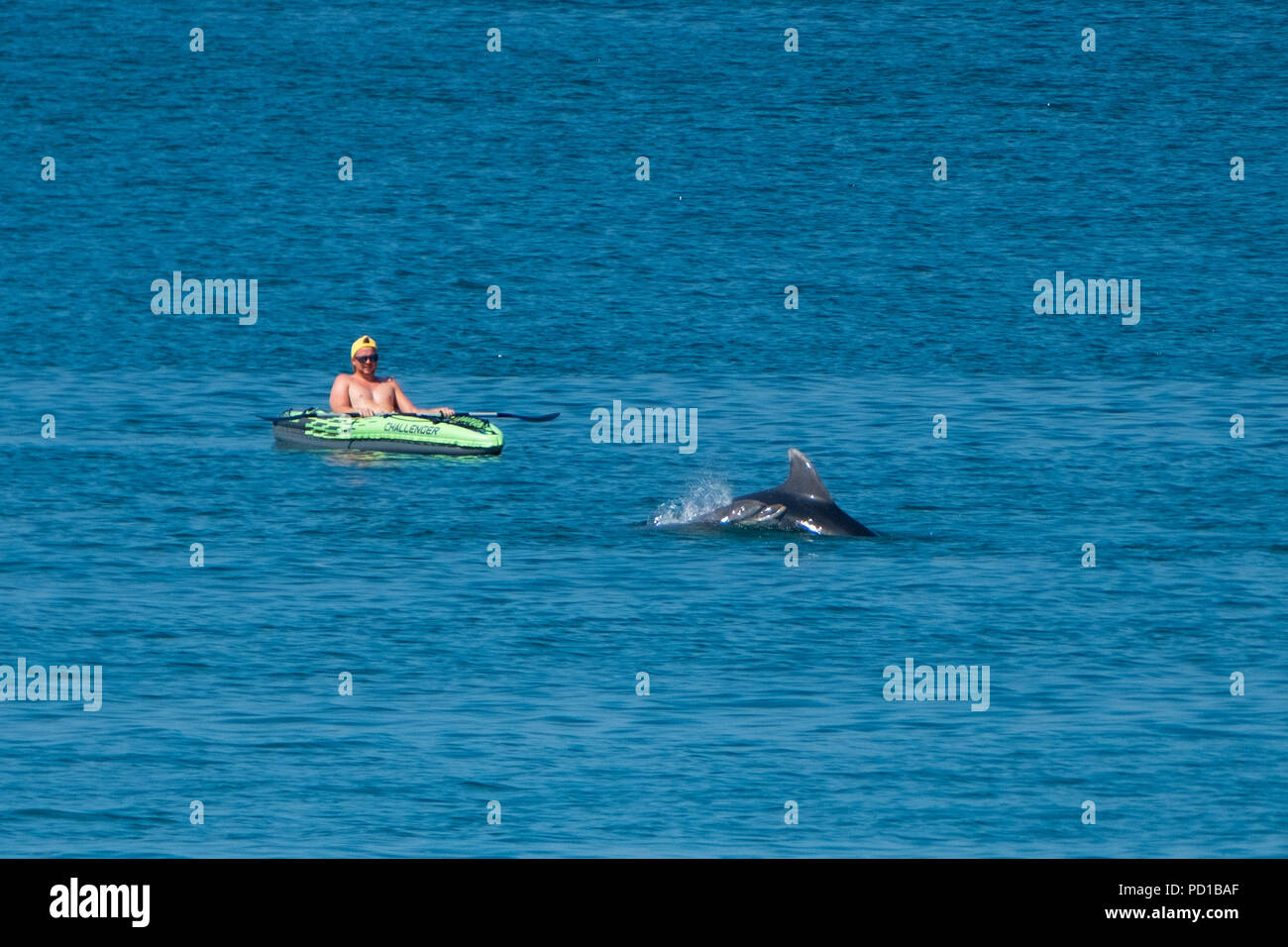 Cardigan bay dolphin hi-res stock photography and images - Alamy