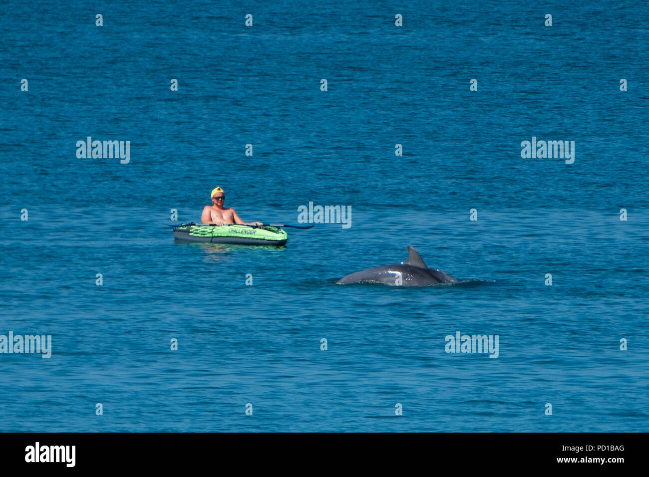 Close up photo of dolphin hi-res stock photography and images - Alamy