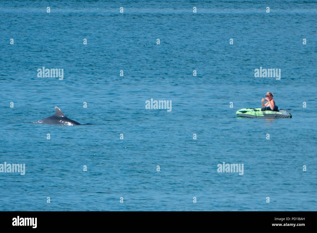 Ceredigion coast dolphin hi-res stock photography and images - Alamy