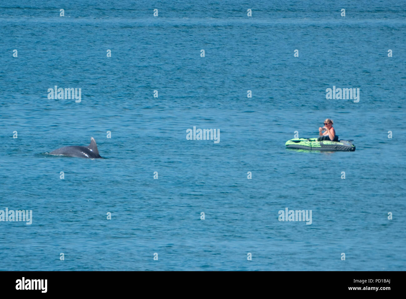 Cardigan bay dolphin hi-res stock photography and images - Alamy
