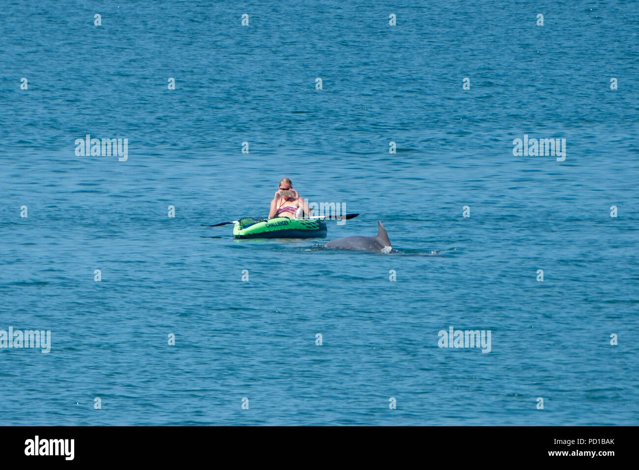 Cardigan Bay Dolphins High Resolution Stock Photography and Images - Alamy