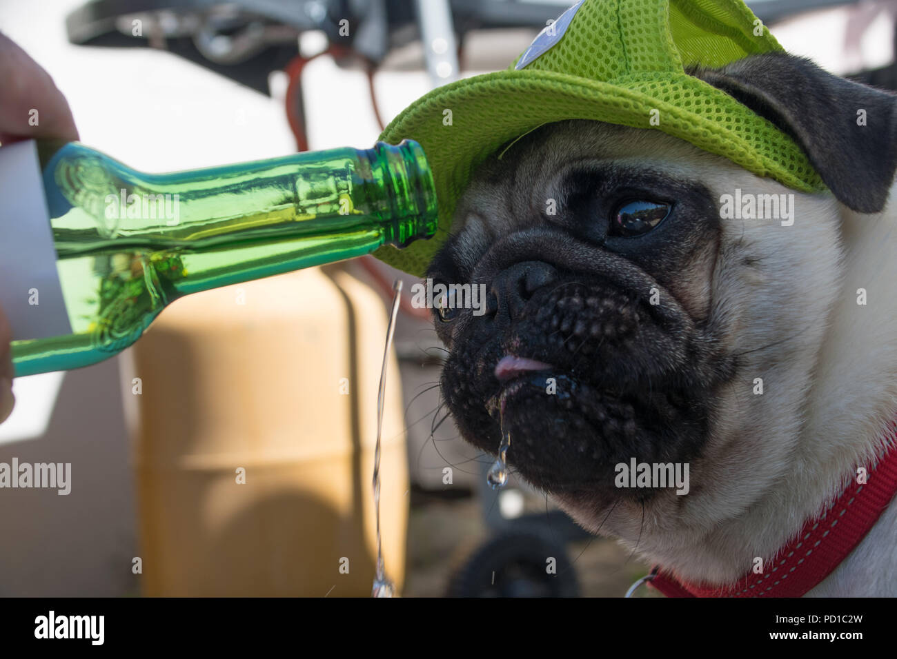 Mousehole, Cornwall, UK. 5th August 2018. UK Weather. Titan the pug cooling down with a drink of Pugoni water, as the Heatwave continues in Cornwall. Credit: titanpics/Alamy Live News Stock Photo