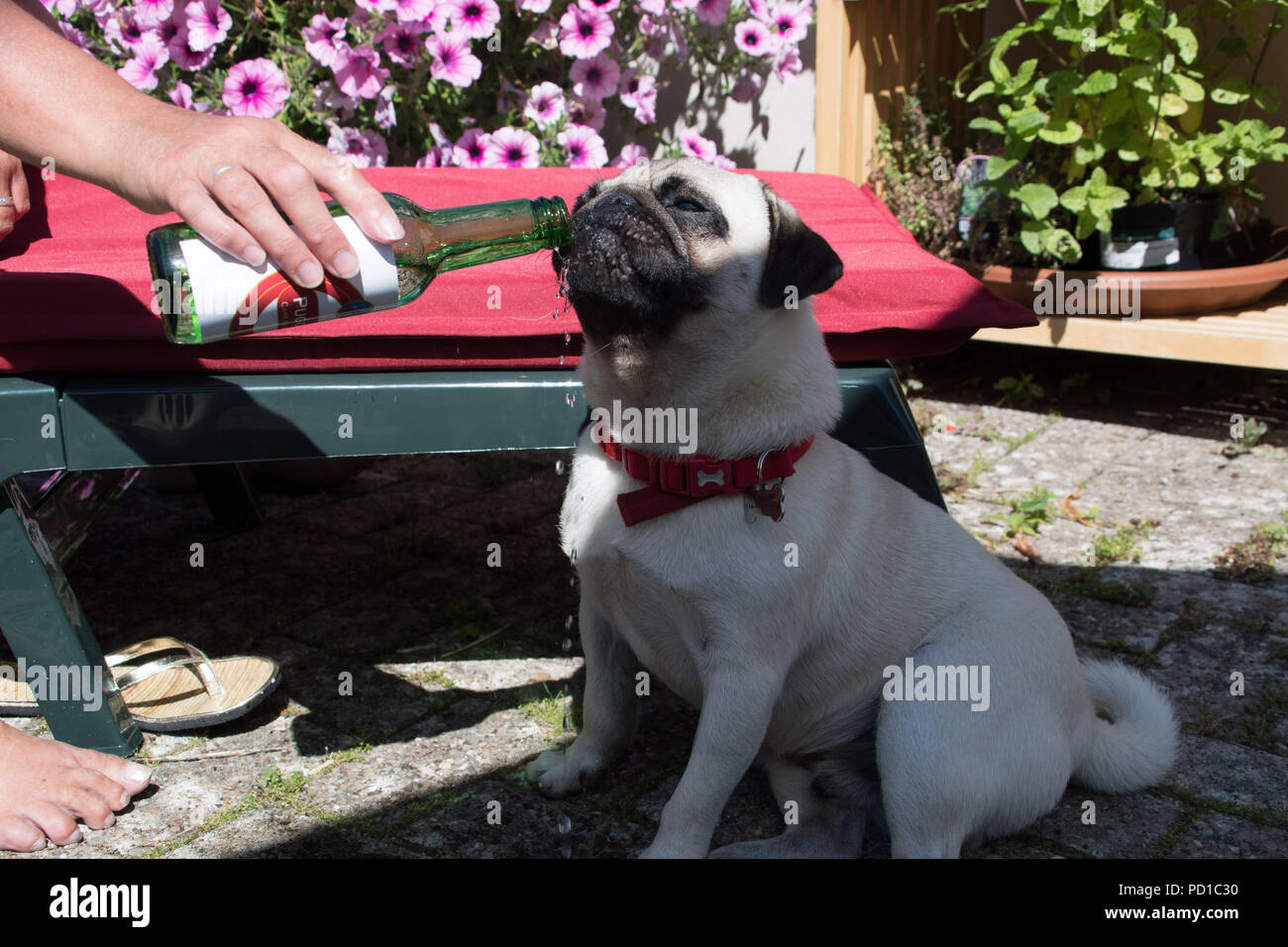 Mousehole, Cornwall, UK. 5th August 2018. UK Weather. Titan the pug cooling down with a drink of Pugoni water, as the Heatwave continues in Cornwall. Credit: titanpics/Alamy Live News Stock Photo