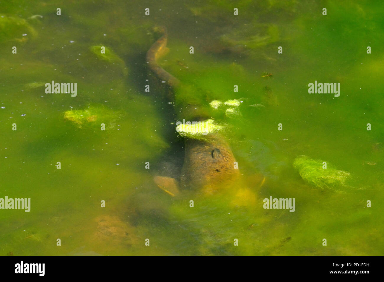 Befordshire, UK. 5 August 2018. Wildlife. Monster 5 foot Catfish spotted in pond at Wrest Park, This fish is a European Wels Catfish (Silurus glanis) , the largest freshwater fish found in Europe. It was first introduced into UK waters by the Duke of Bedford at Woburn Abbey in the 1880's.  Wrest Park, Silsoe, Bedfordshire, England UK Stock Photo