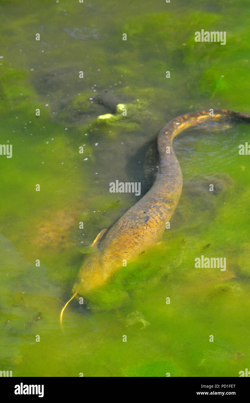 European wels catfish hi-res stock photography and images - Alamy