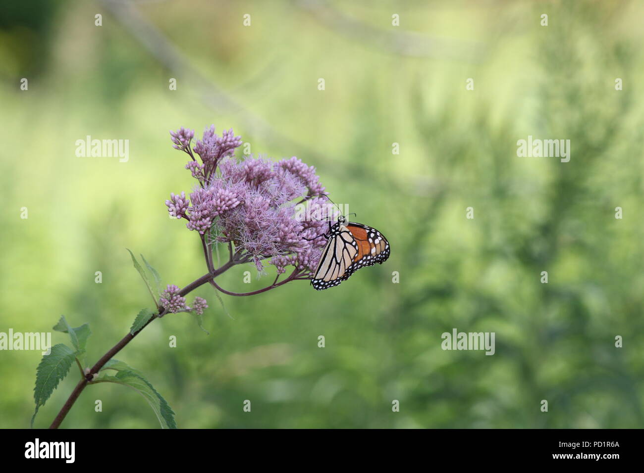 Monarch Butterfly on pretty pink flower in a small park area. Kingston