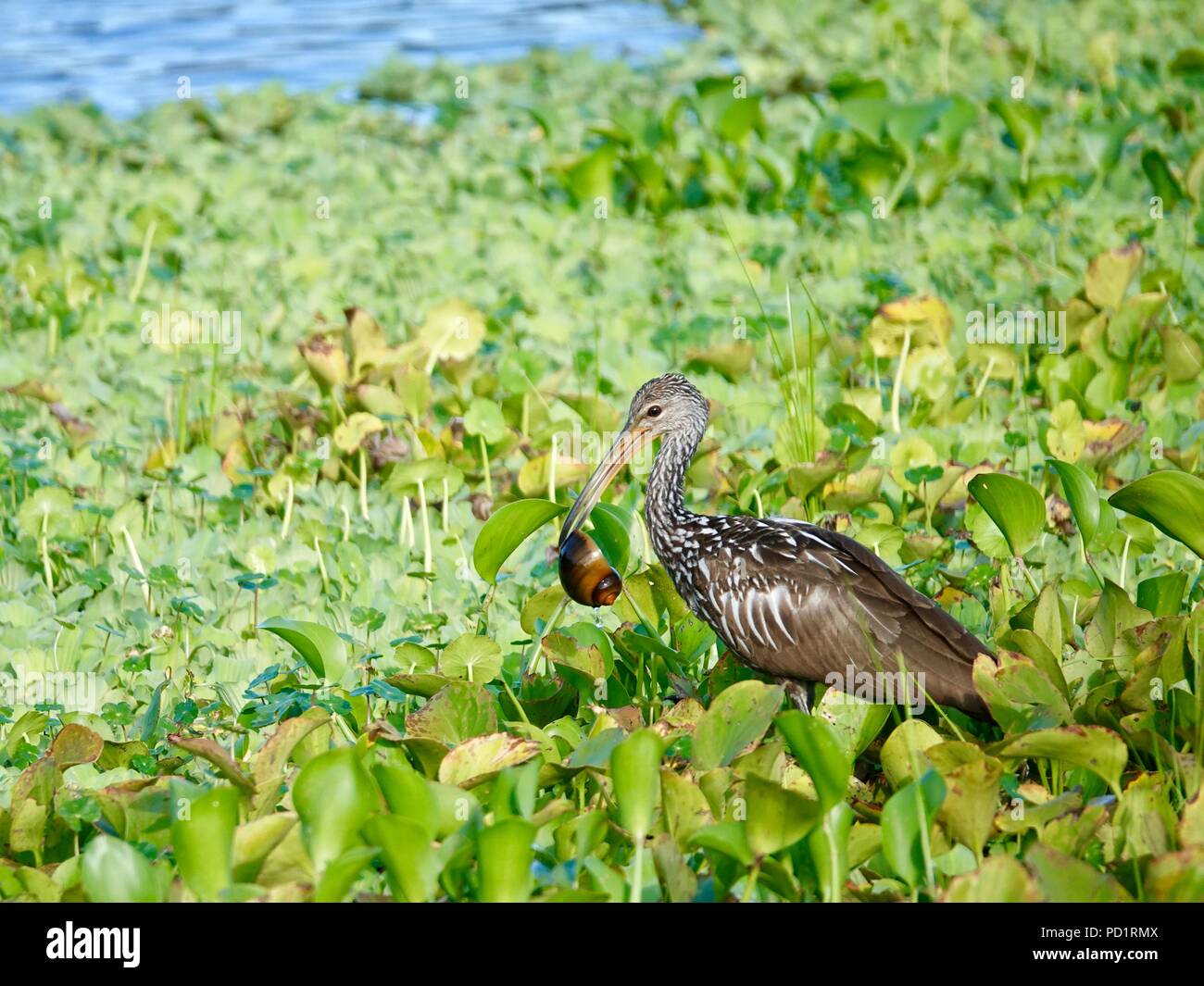 Limpkin, Aramus guarauna, foraging in marsh with apple snail in its bill, Gainesville, Florida, USA. Stock Photo