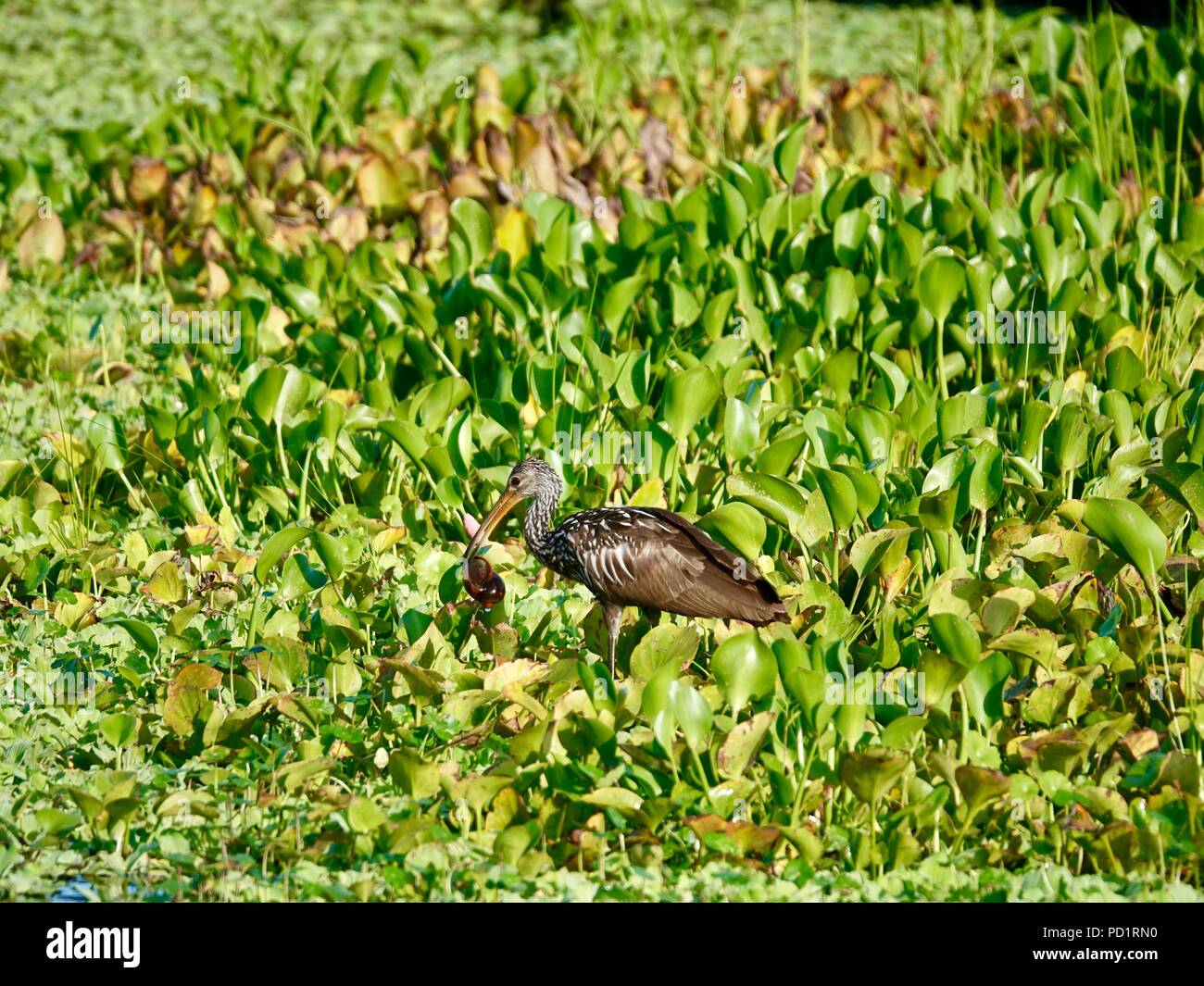Limpkin, Aramus guarauna, foraging in marsh with apple snail in its bill, Gainesville, Florida, USA. Stock Photo