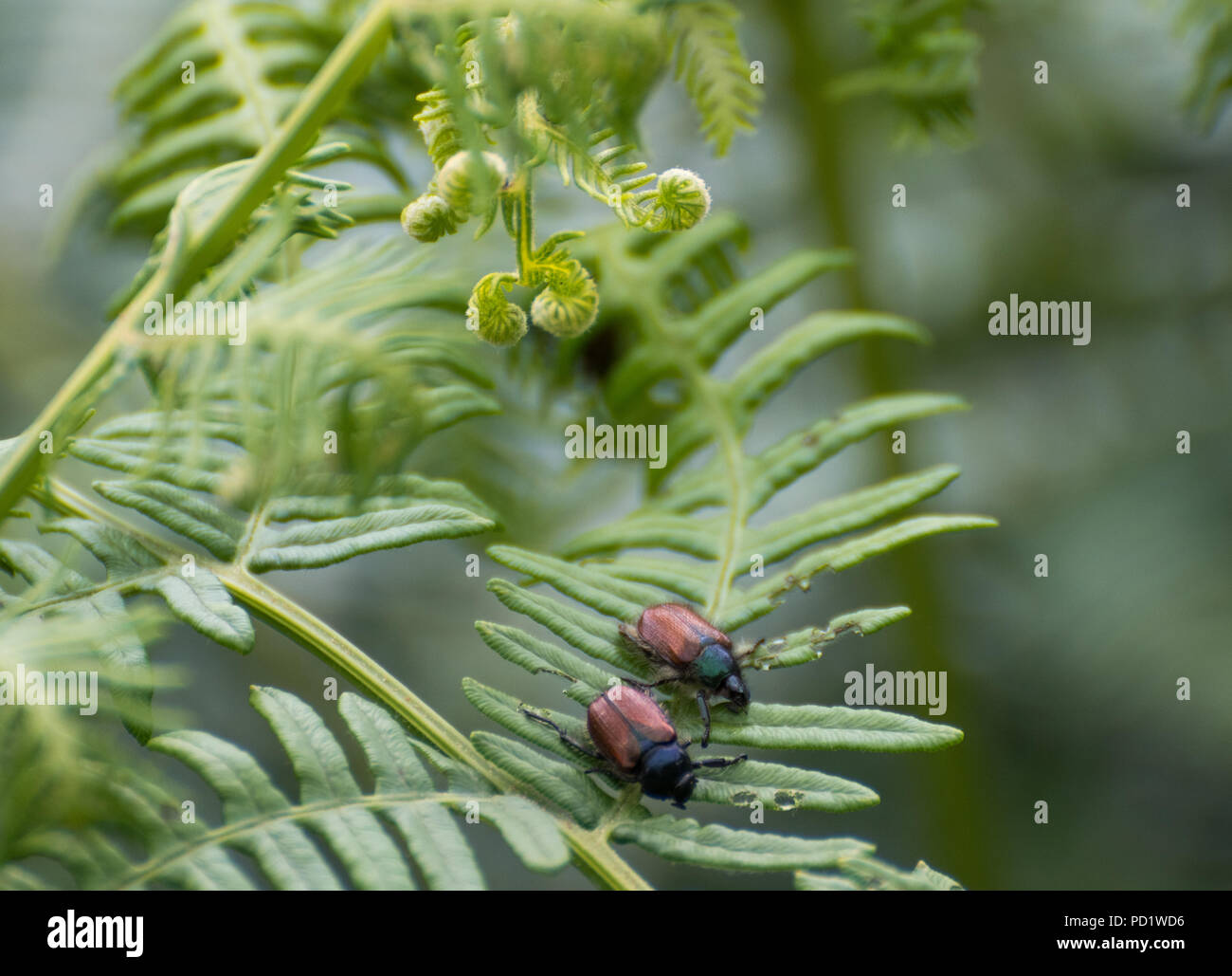 Two bracken chafer beetles on...bracken! Stock Photo