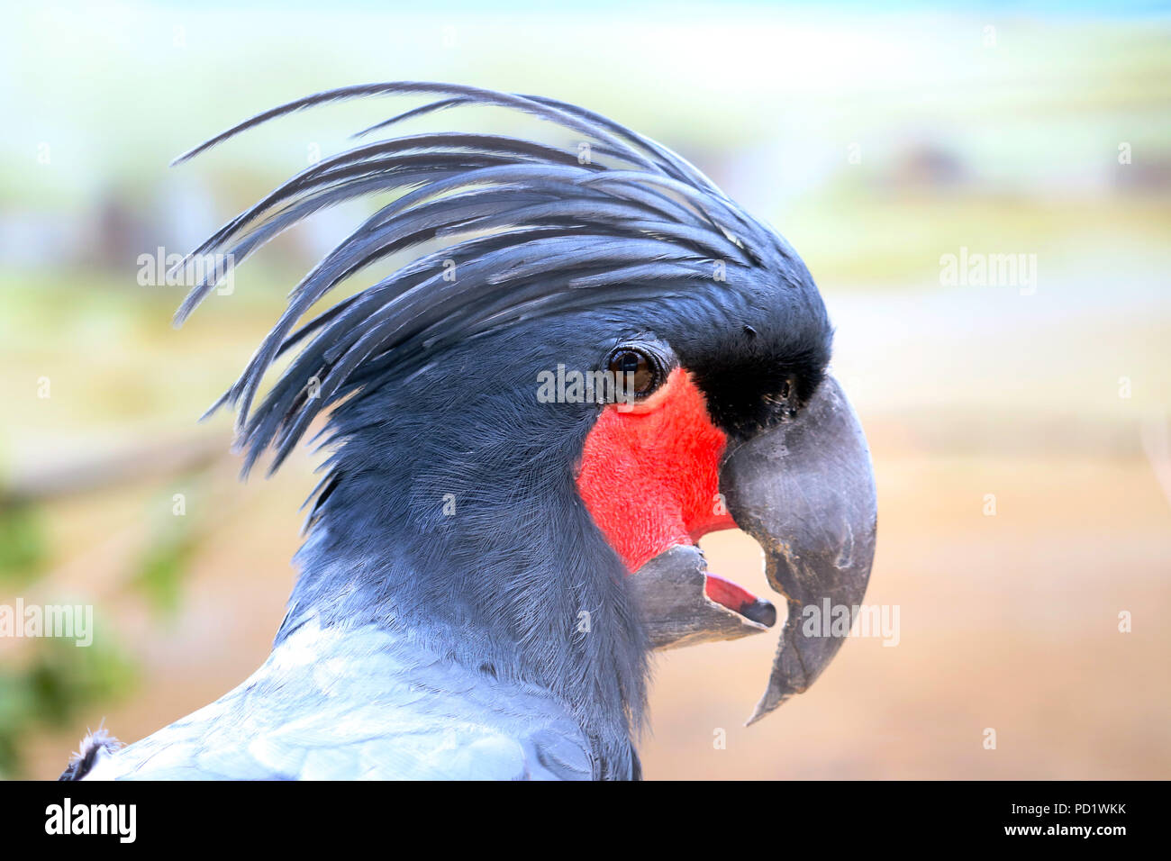 head of a palm cockatoo (probosciger aterrimus) in profile view Stock Photo