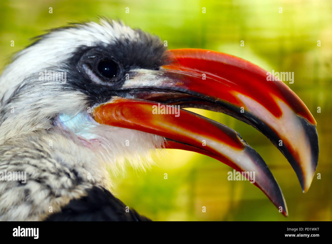 head of a male decken hornbill (tockus deckeni) with an open beak in profile view in front of a blurry floral background Stock Photo