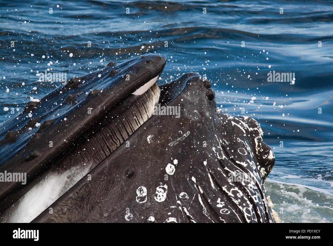 Humpback whale mouth (Megaptera novaeangliae) with baleen, Atlantic Ocean, Massachusetts, USA Stock Photo