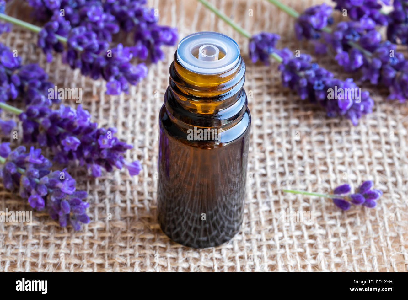 A bottle of essential oil with fresh blooming lavender twigs Stock ...