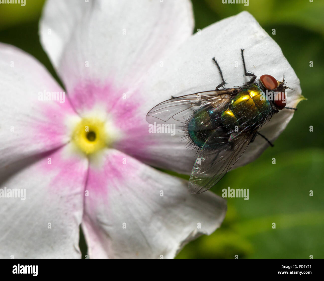 House fly on a flower Stock Photo