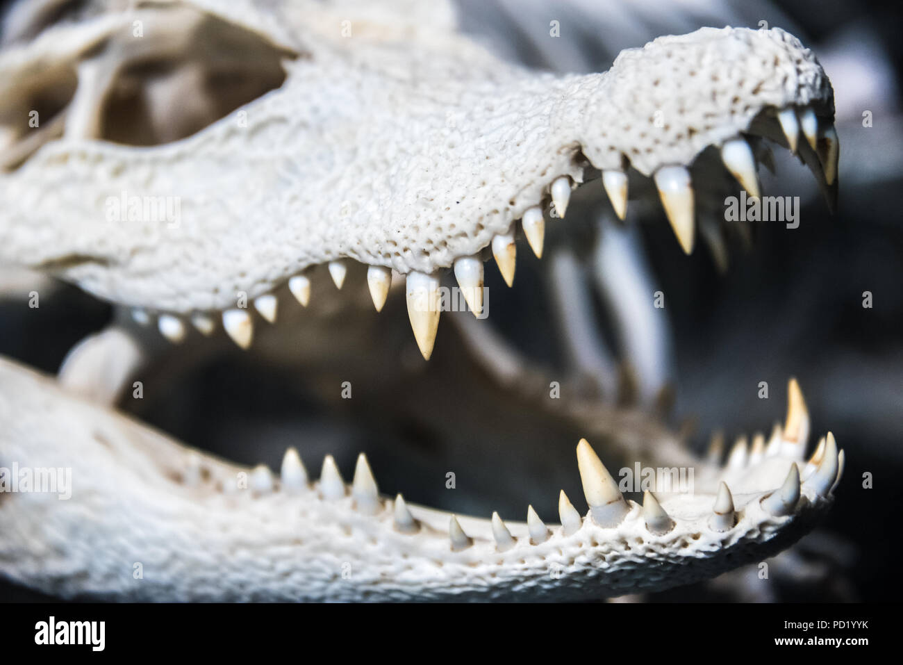 Alligator skull with teeth on display at St. Augustine Alligator Farm Zoological Park in St. Augustine, Florida. (USA) Stock Photo