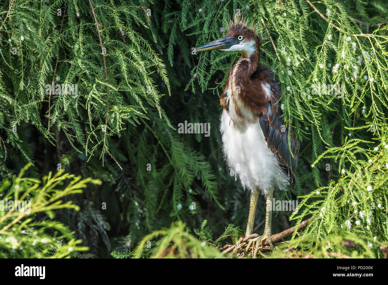 Juvenile Tricolored Heron at St. Augustine Alligator Farm Zoological Park in St. Augustine, Florida. (USA) Stock Photo