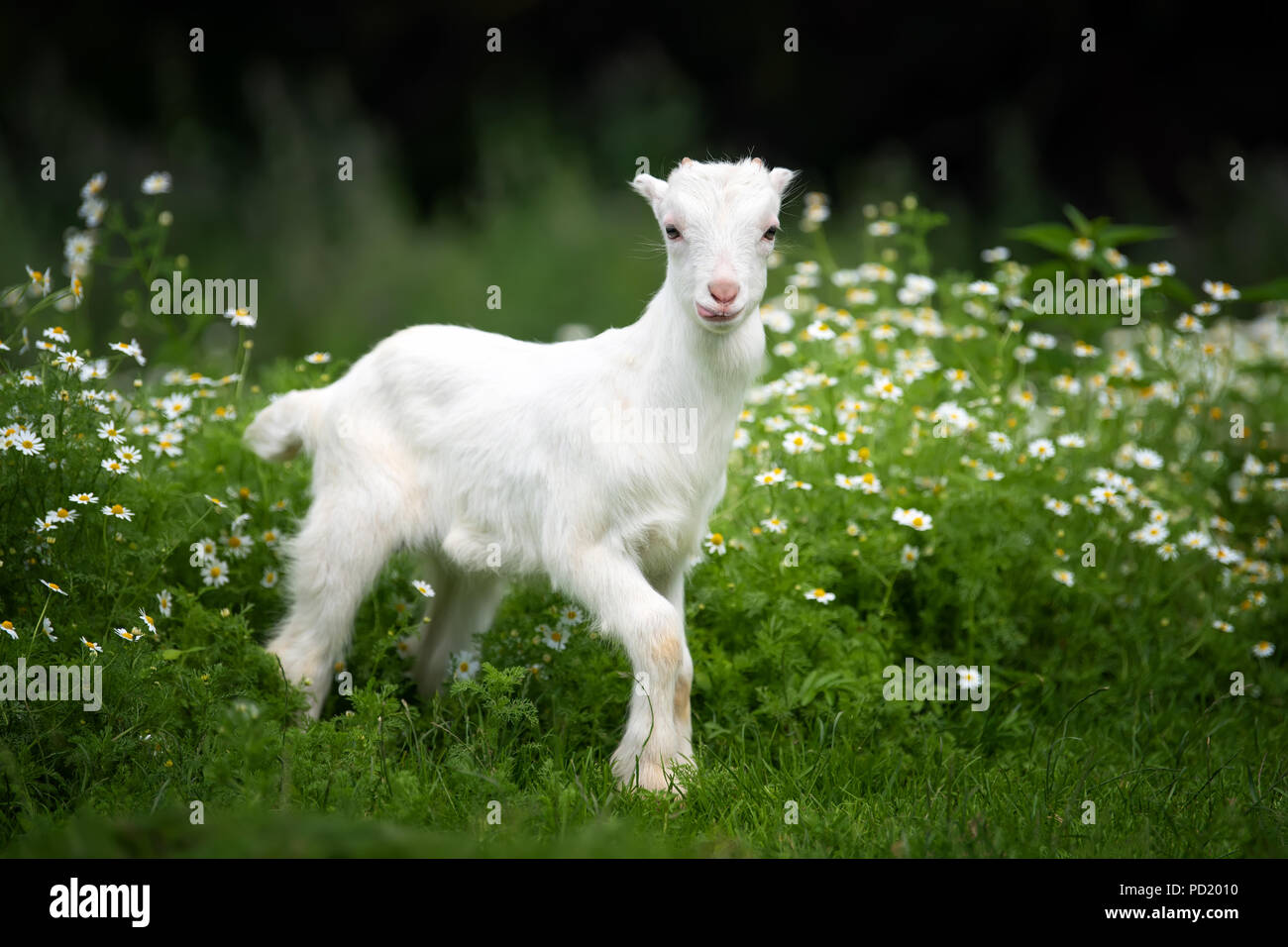 Большой белый козёл. Зааненская порода коз. Белый козленок. Зеленая коза. Козлята нубийские серые.