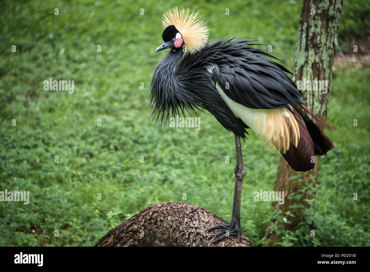 West African Crowned Crane at St. Augustine Alligator Farm Zoological Park in St. Augustine, Florida. (USA) Stock Photo