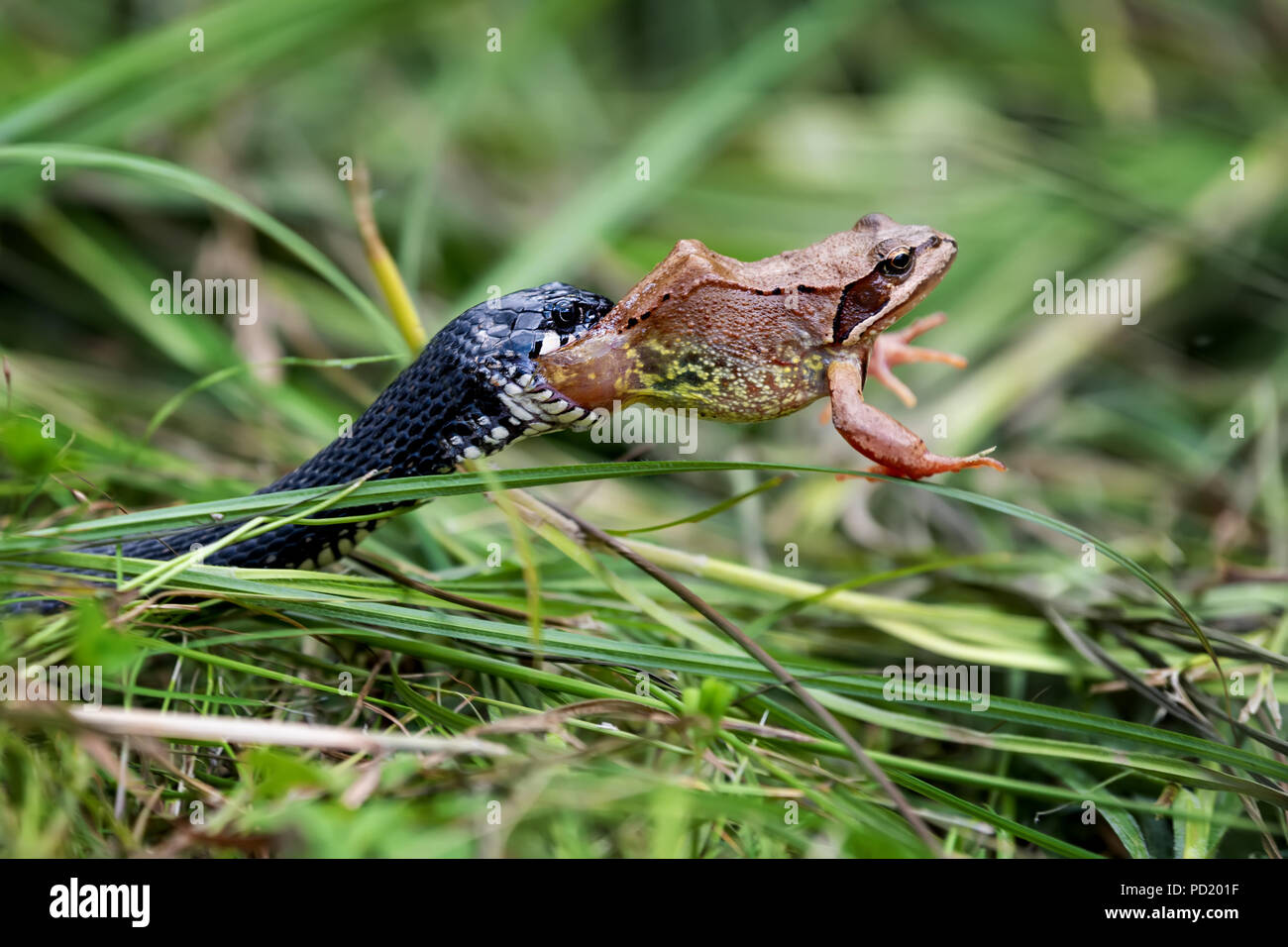 Black Snake eating big frog Stock Photo