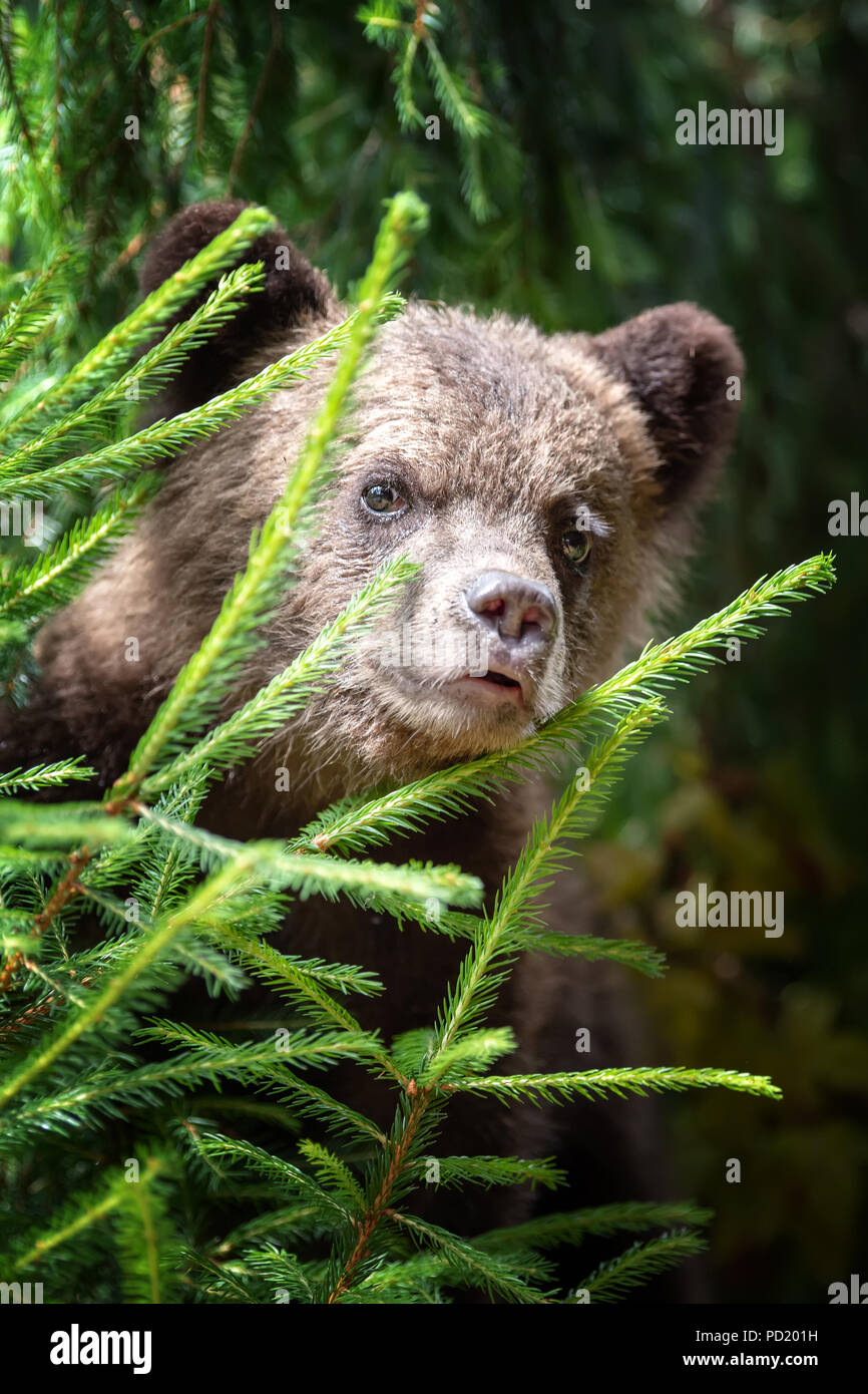 Young brown bear cub in the forest. Animal in the nature habitat Stock ...
