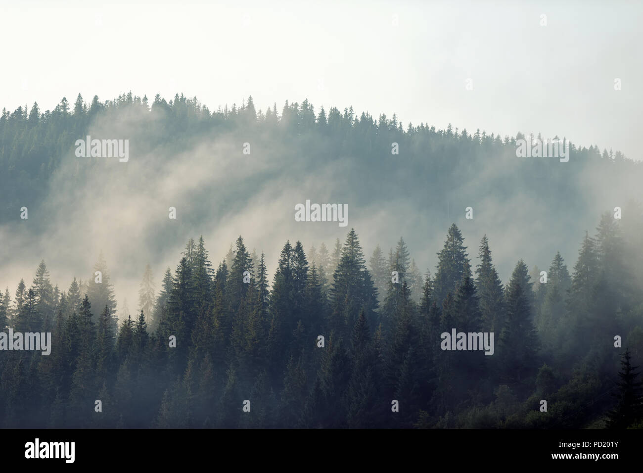 Fog covering forest hi-res stock photography and images - Alamy