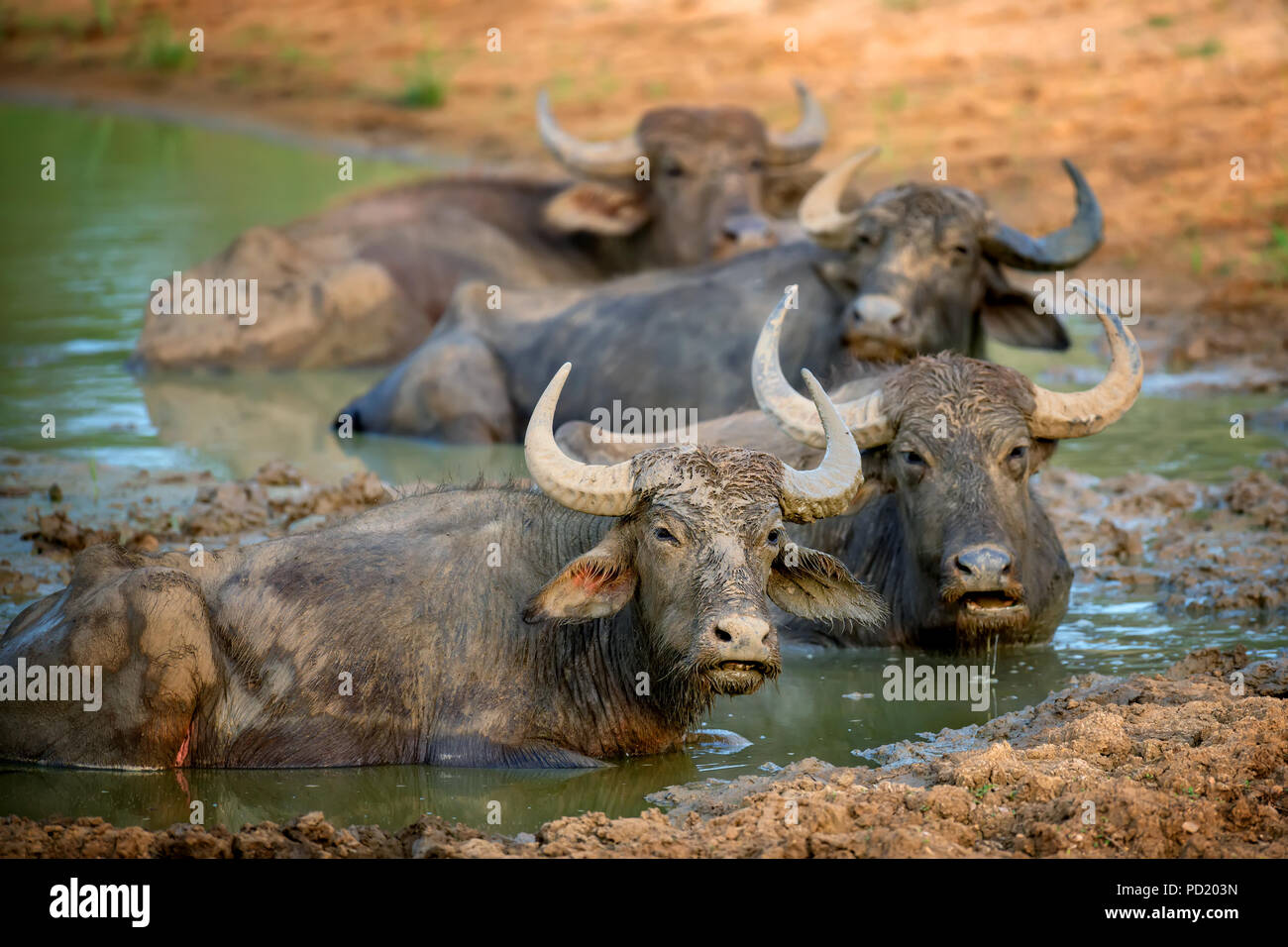 Buffalo Bathing In River Resolution Stock Photography and Images - Alamy