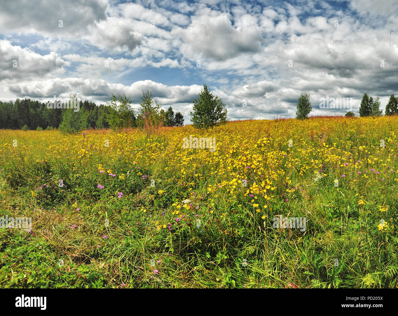 Partly cloudy on a summer day in a meadow Stock Photo - Alamy