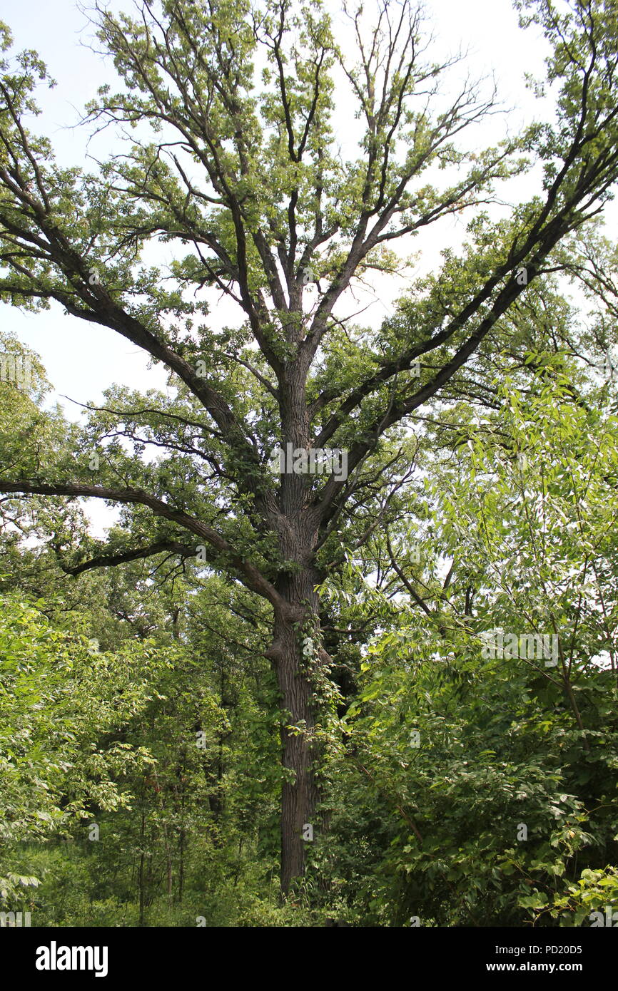 Tall Oak High Resolution Stock Photography and Images Alamy