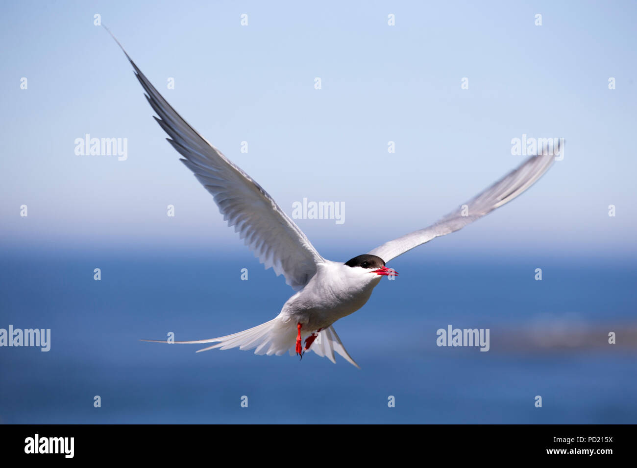 Arctic tern, Sterna paradisaea Collecting sand eels for young Stock Photo