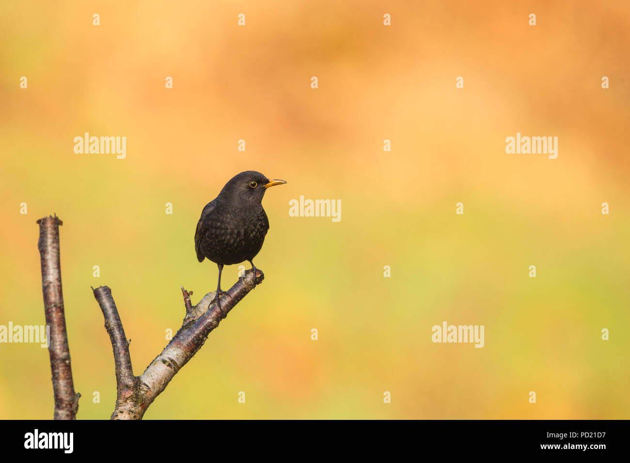 Blackbird Stock Photo