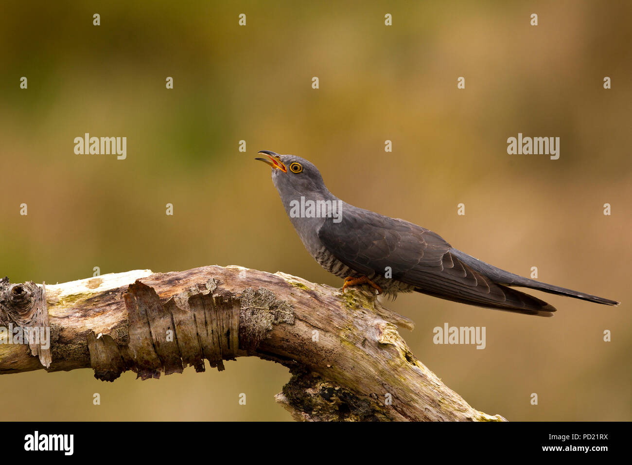 Cuckoo  Cuculus canorus Stock Photo