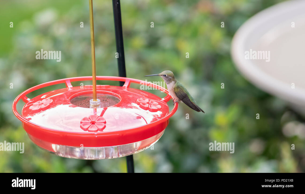 Adult Female Broadtailed Hummingbird (Selasphorus platycercus) at a