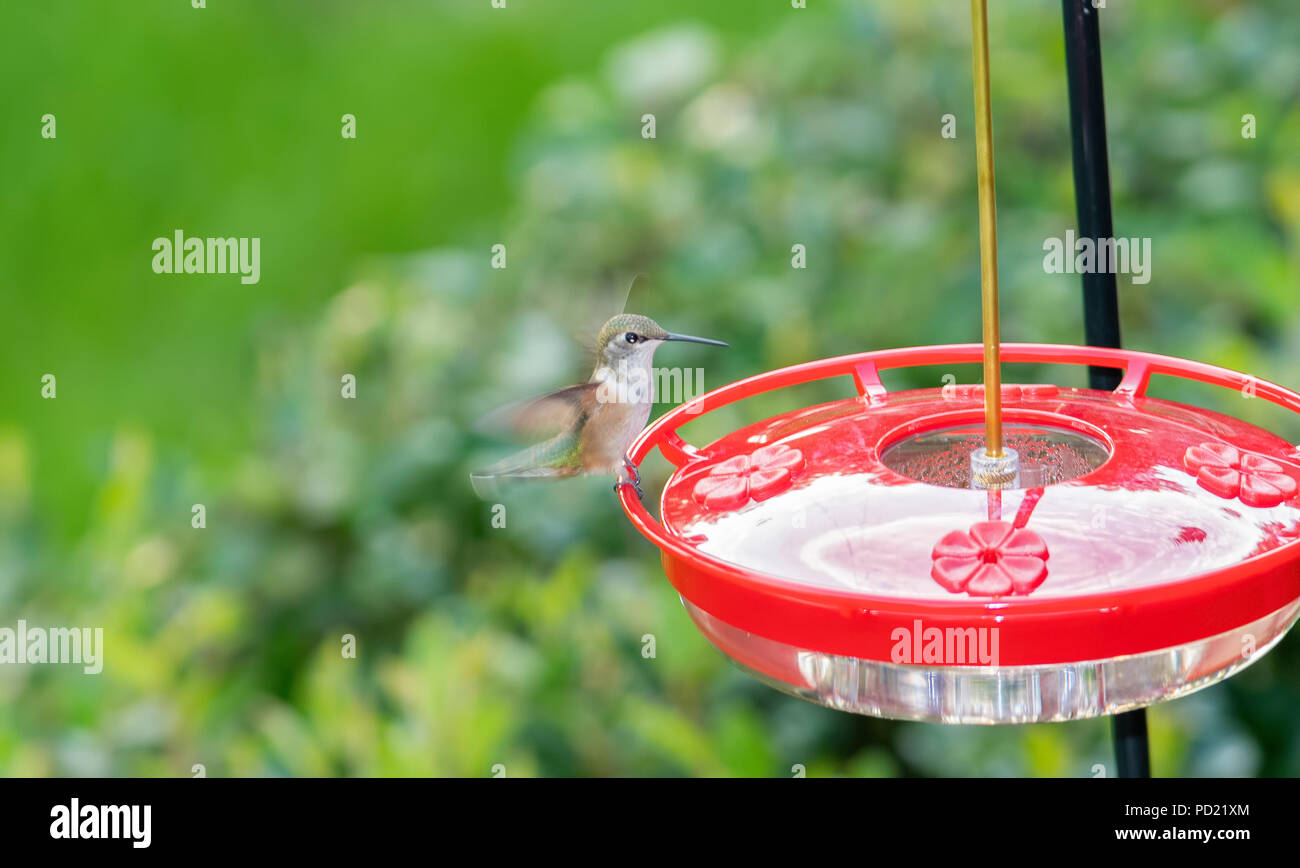 Immature Male Brilliant Rufous Hummingbird Selasphorus Rufus At