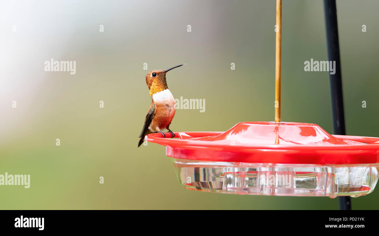 Adult Male Brilliant Rufous Hummingbird Selasphorus Rufus At A