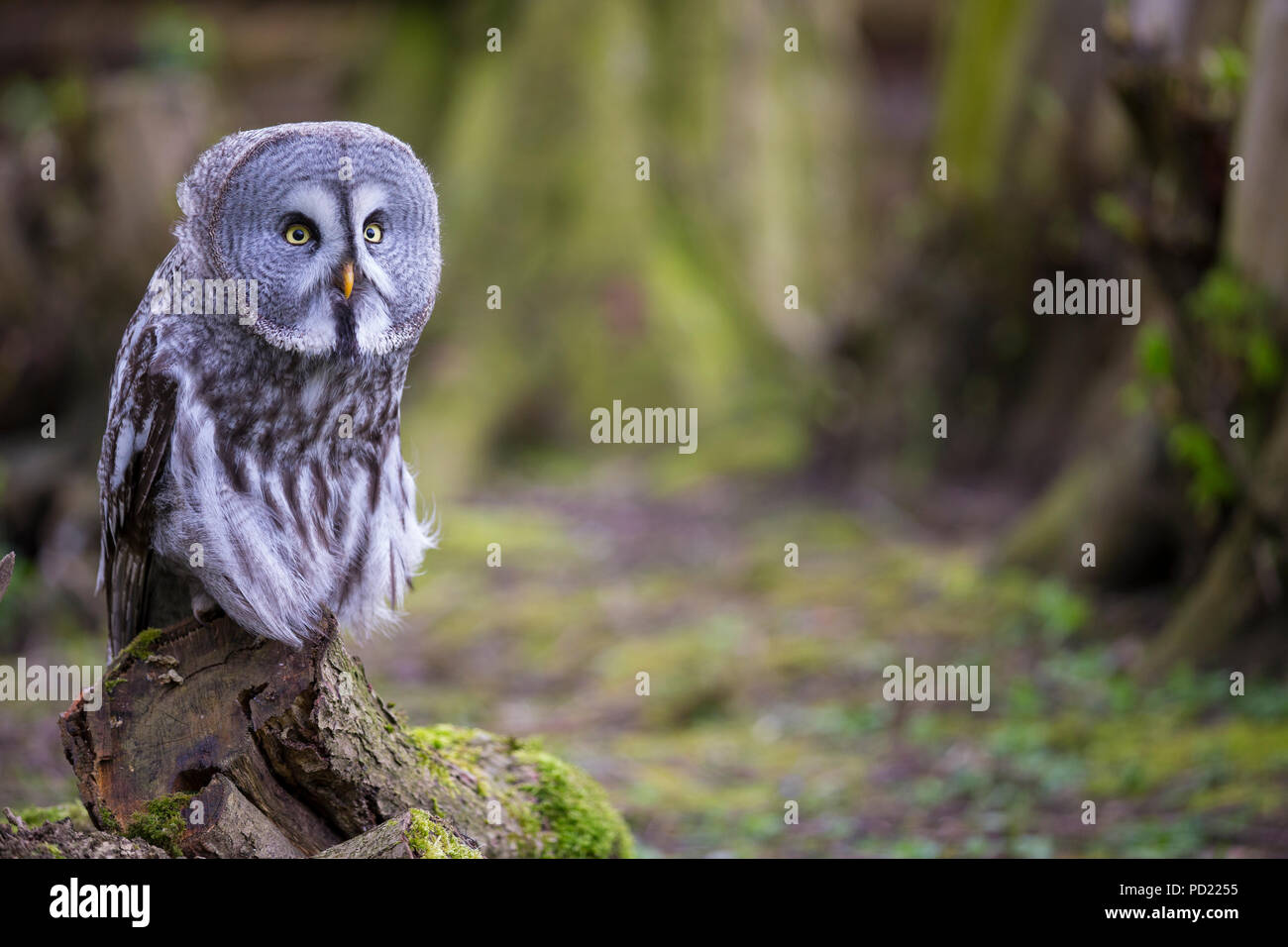 Great Grey Owl,  Strix nebulosa Stock Photo